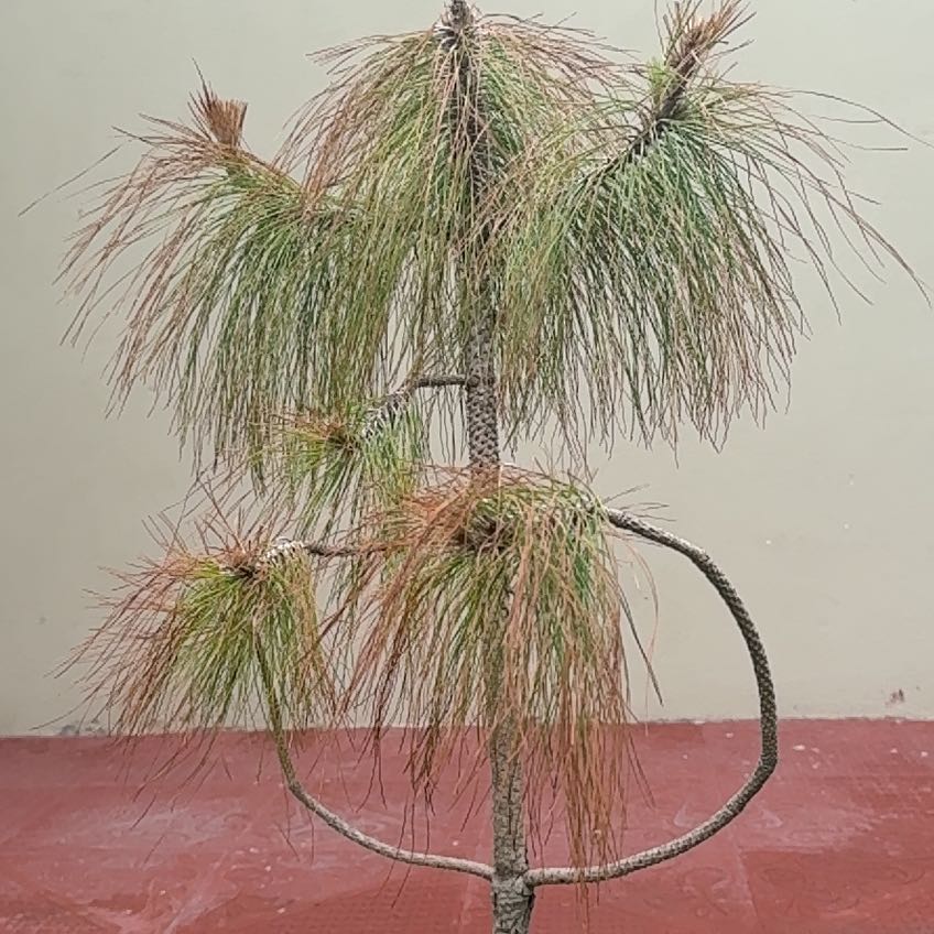 Photo of the plant species Mexican Weeping Pine by @NewSkimmia74 named Rihanna on Greg, the plant care app