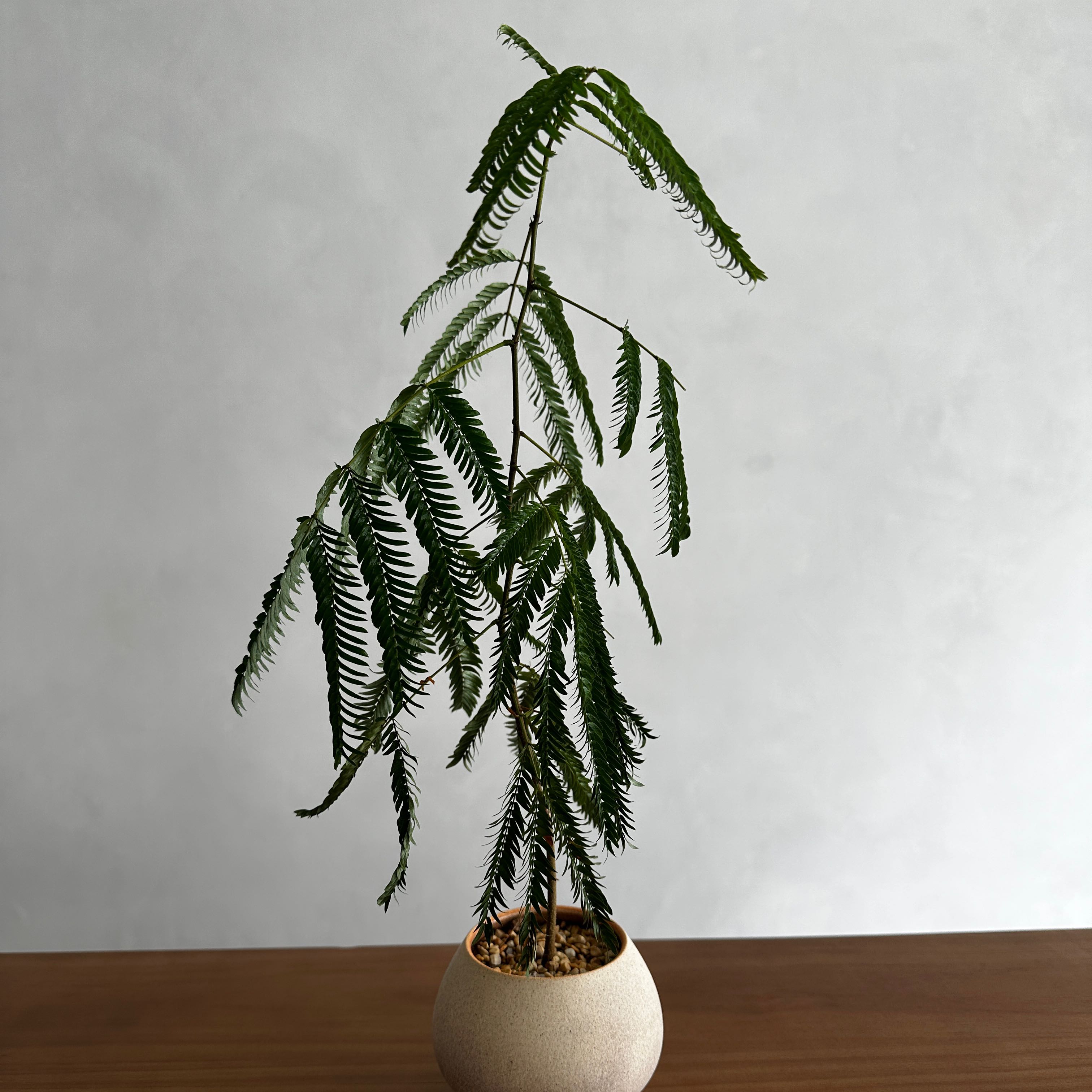 Photo of the plant species Everfresh Tree by @butterslab named Daphne on Greg, the plant care app