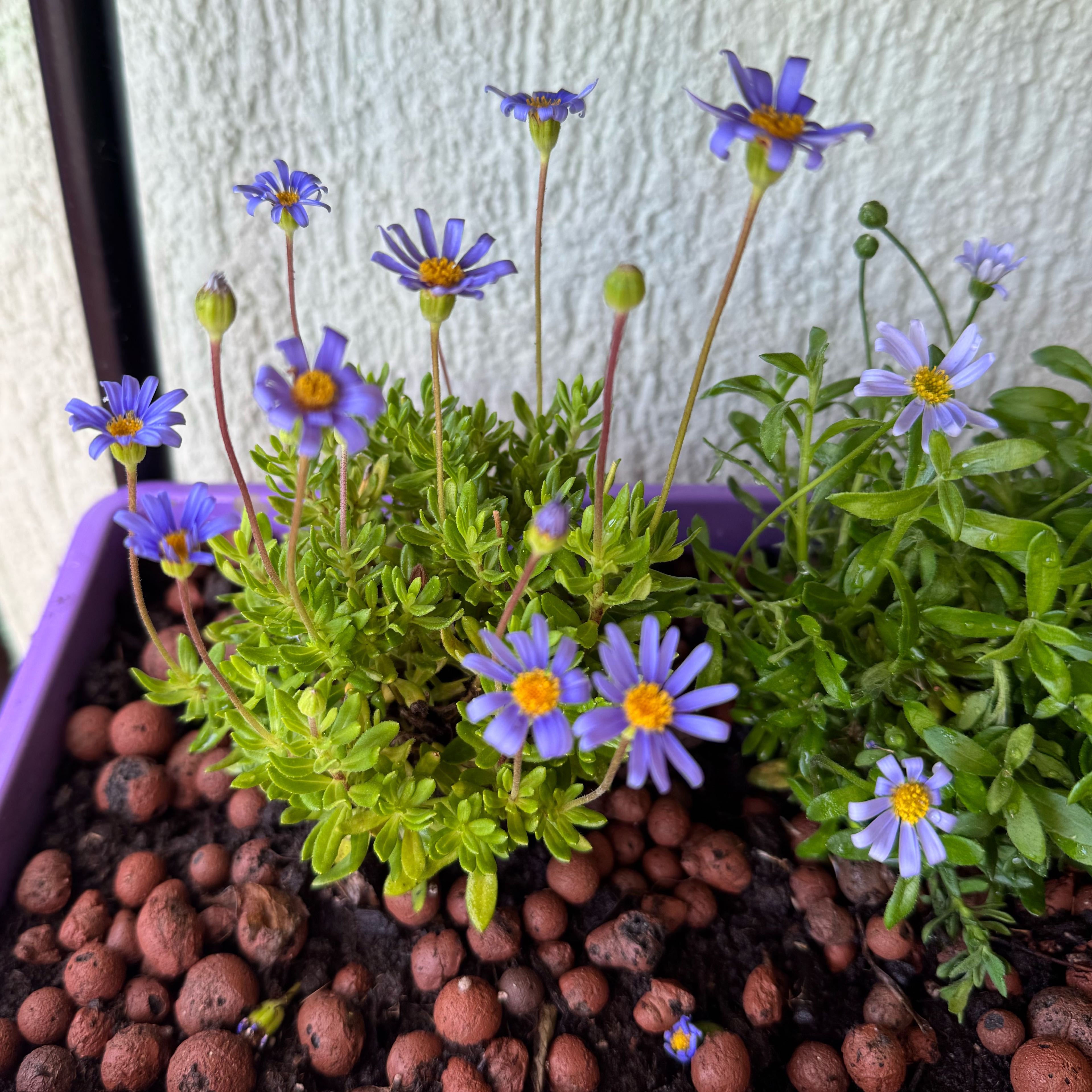 Photo of the plant species Felicia 'FelicityTM' by @MirthfulAchiote named Plava tratinčica on Greg, the plant care app