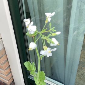 Photo of the plant species Cuckooflower by @ShinyWildradish named Kendall on Greg, the plant care app