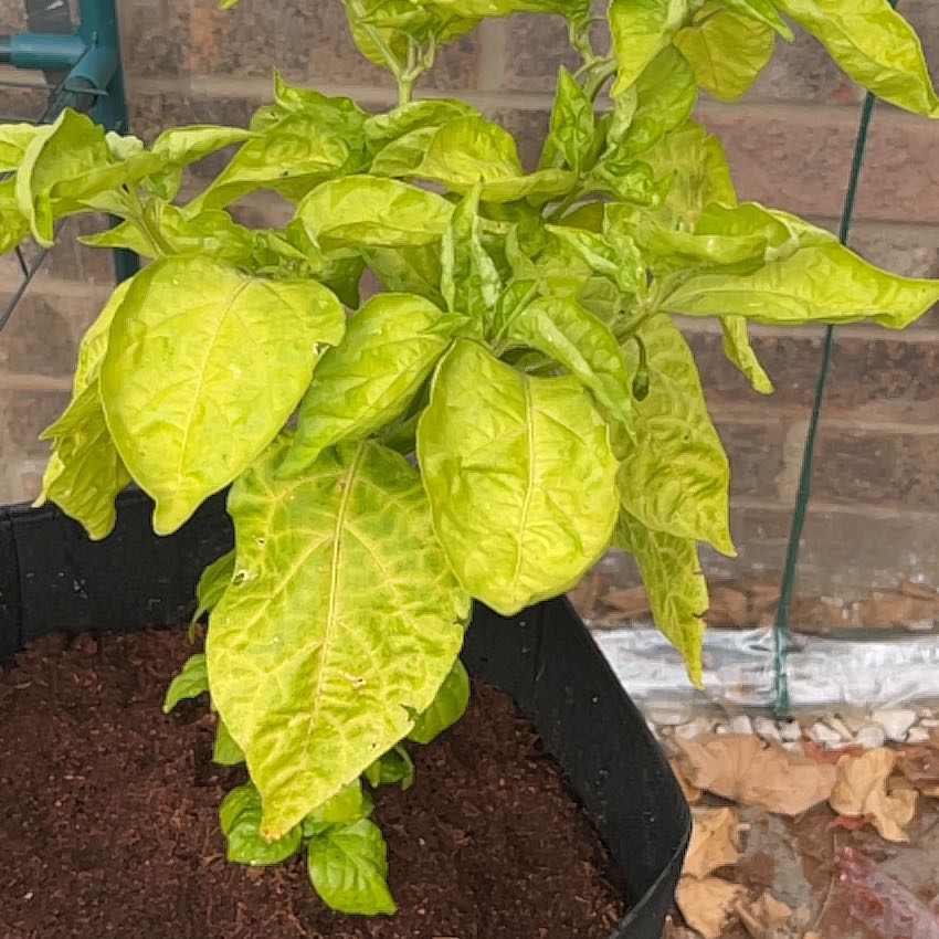 Photo of the plant species Trinidad Moruga Scorpion by @Dom2025 named Sanguinius on Greg, the plant care app