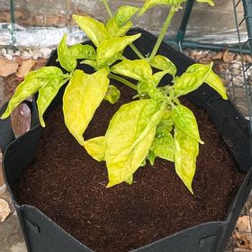 Photo of the plant species Trinidad Moruga Scorpion by @Dom2025 named Garro on Greg, the plant care app