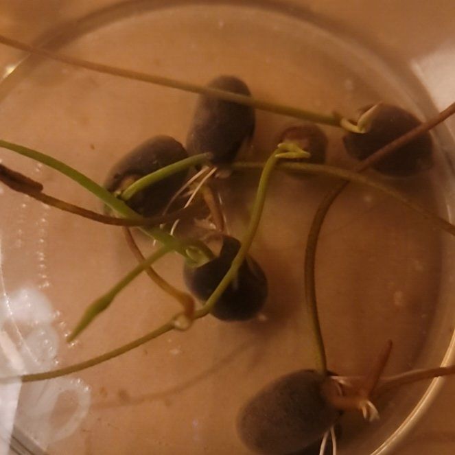 Photo of the plant species Water Lily by @SelectMangeao79 named Achilles on Greg, the plant care app