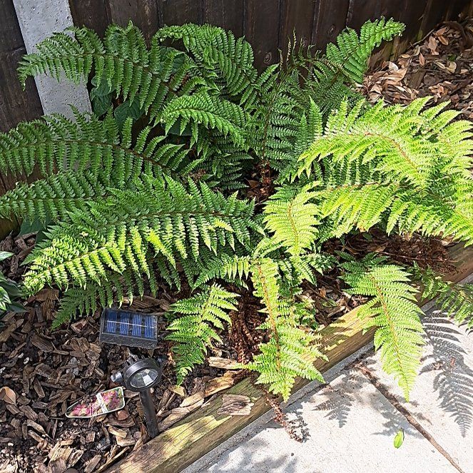 Photo of the plant species Lace Fern by @SirKanono31 named Bella on Greg, the plant care app