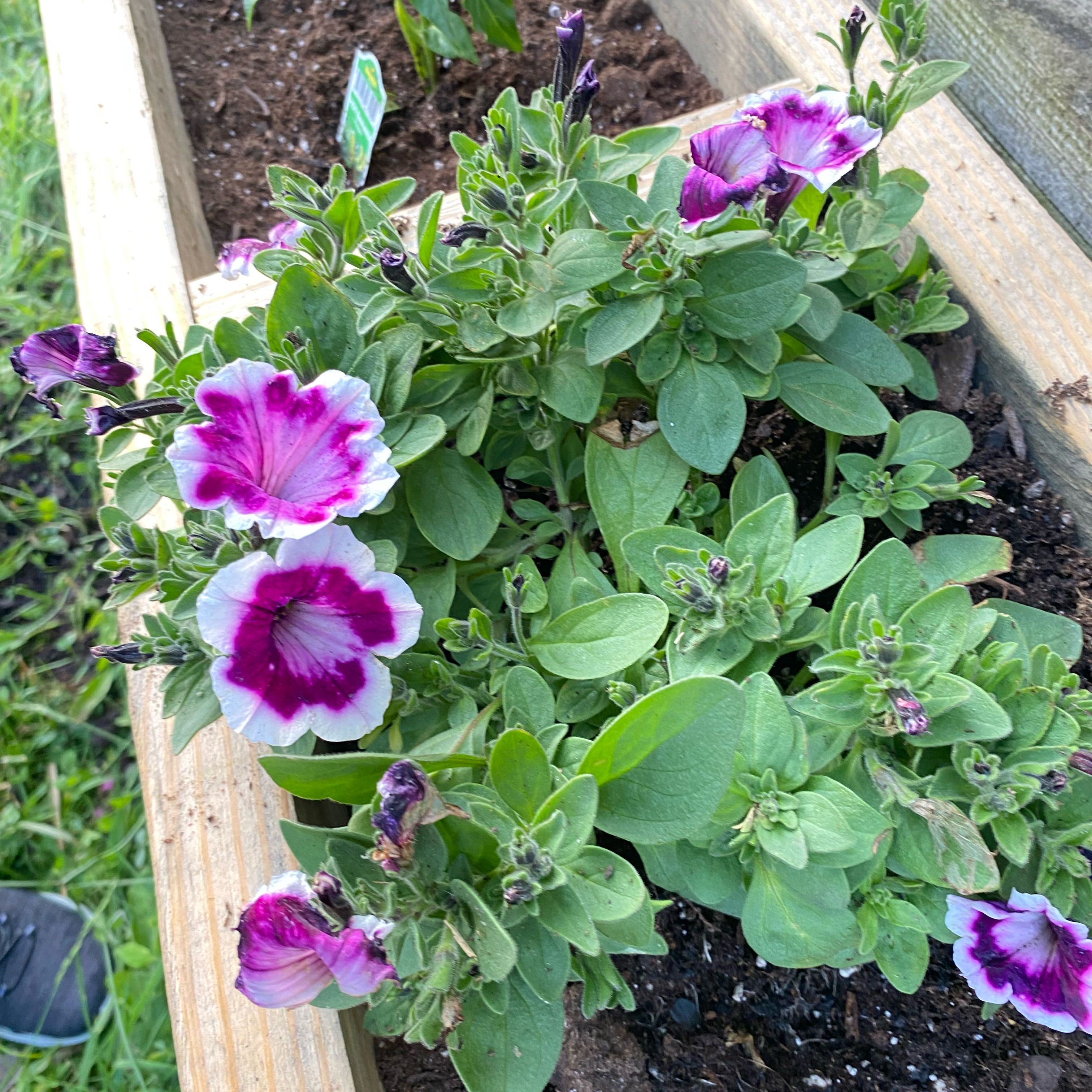 Photo of the plant species Petunia 'Cascadia' by @StoutLipandra66 named Shakira on Greg, the plant care app