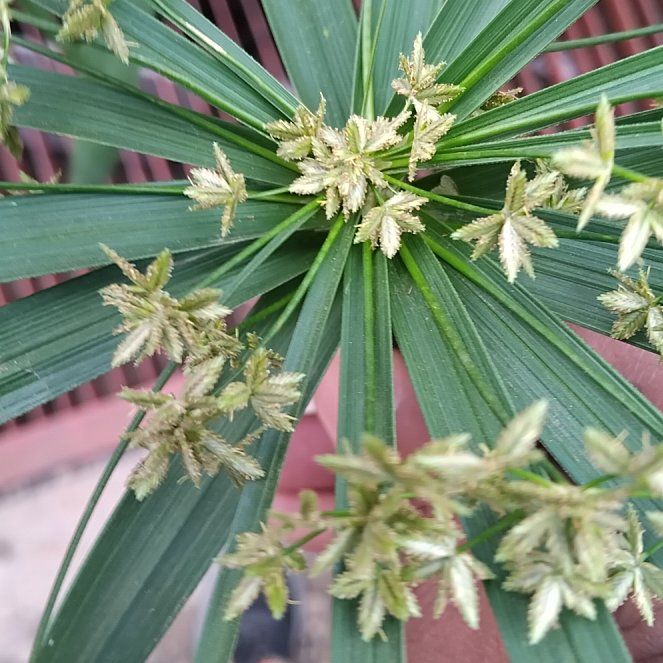 Photo of the plant species Umbrella Papyrus by @JoyousCowshorn named Messi on Greg, the plant care app