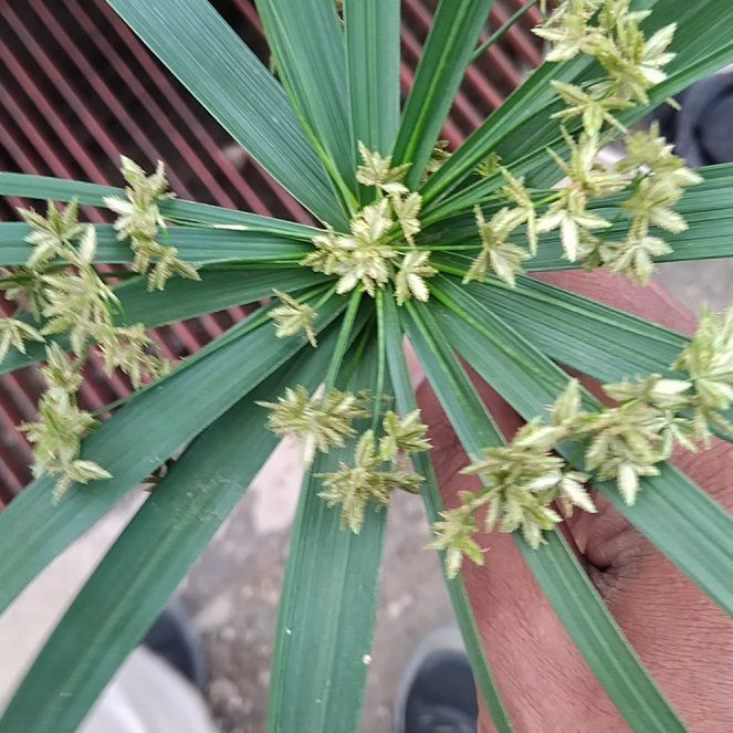 Photo of the plant species Umbrella Papyrus by @JoyousCowshorn named Dolores on Greg, the plant care app