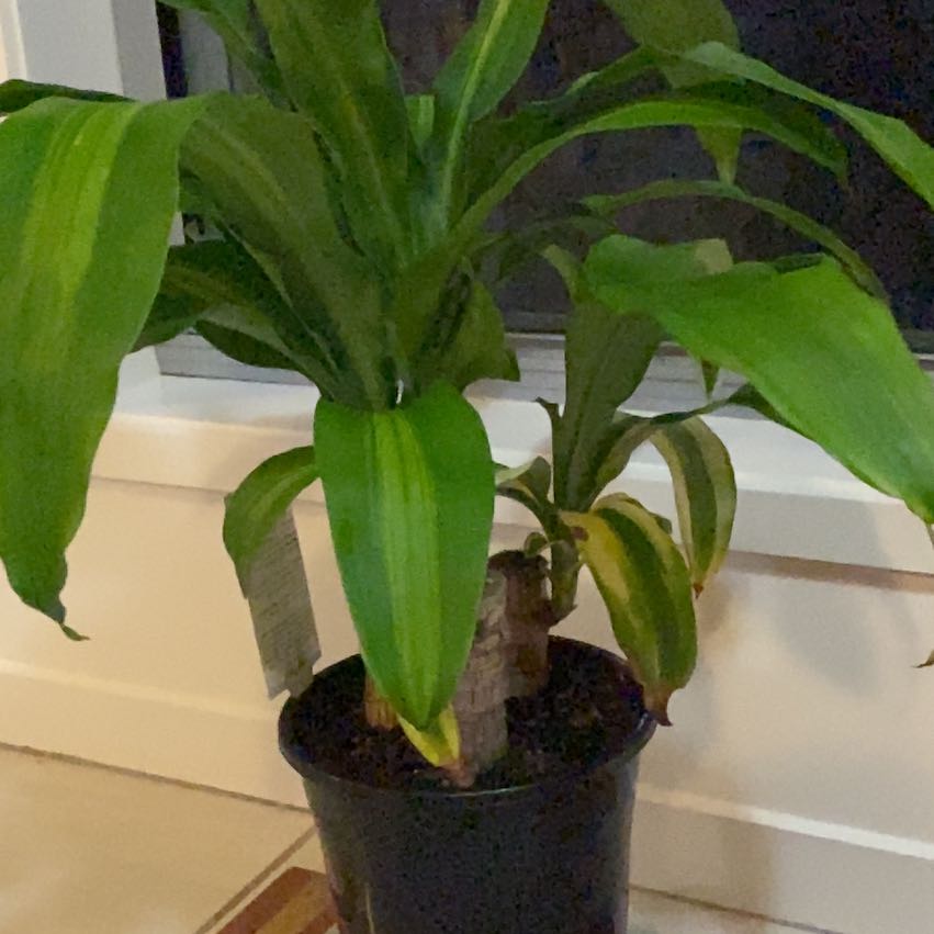Photo of the plant species Happy Plant by @ahsatan named Shakira on Greg, the plant care app