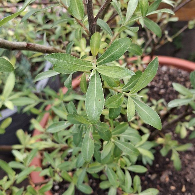 Photo of the plant species Mount Aso Willow by @CunningOxtongue named Kylie on Greg, the plant care app