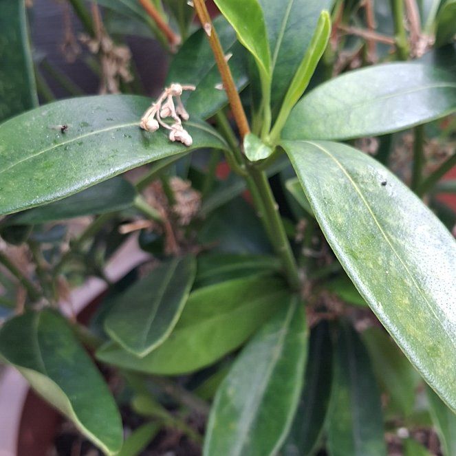 Photo of the plant species Island Marlberry by @CunningOxtongue named Demi on Greg, the plant care app