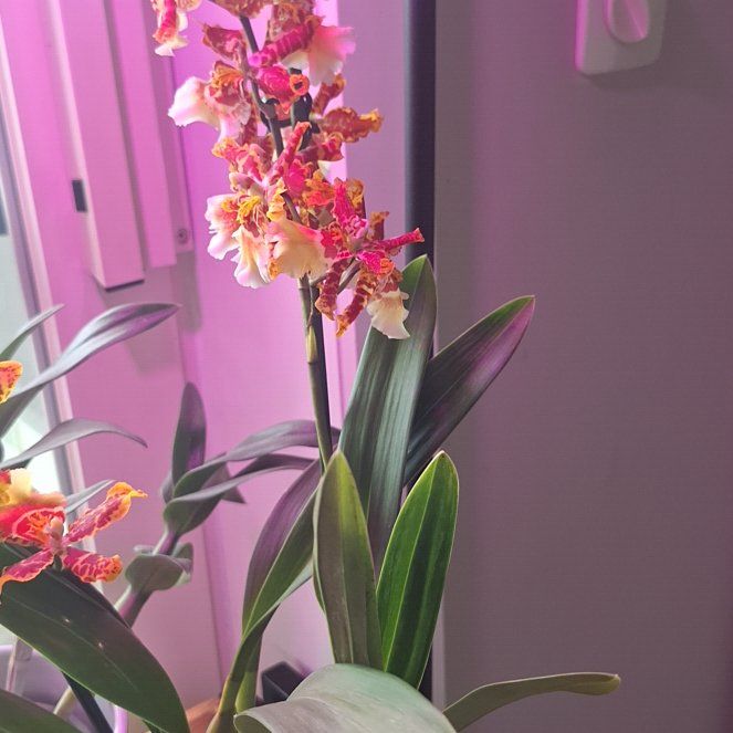 Photo of the plant species Orchid by @ProLithop12 named Willow on Greg, the plant care app