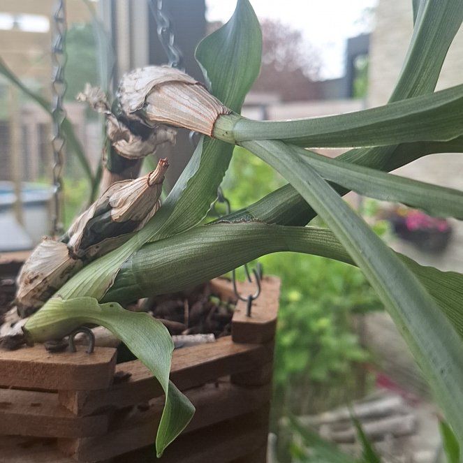 Photo of the plant species Golden Chysis by @ProLithop12 named LiloStitch on Greg, the plant care app