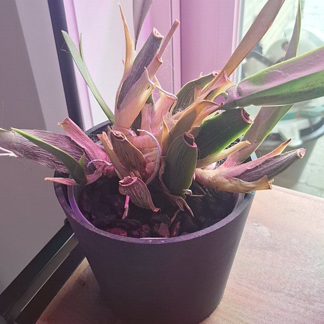 Photo of the plant species Brassia Orchid by @ProLithop12 named Harry on Greg, the plant care app