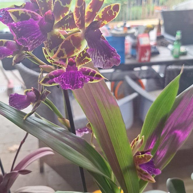Photo of the plant species Zygopetalum Orchid by @ProLithop12 named Figyonce on Greg, the plant care app