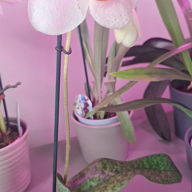 Photo of the plant species Miltonia 'Millie' by @ProLithop12 named Apollo on Greg, the plant care app