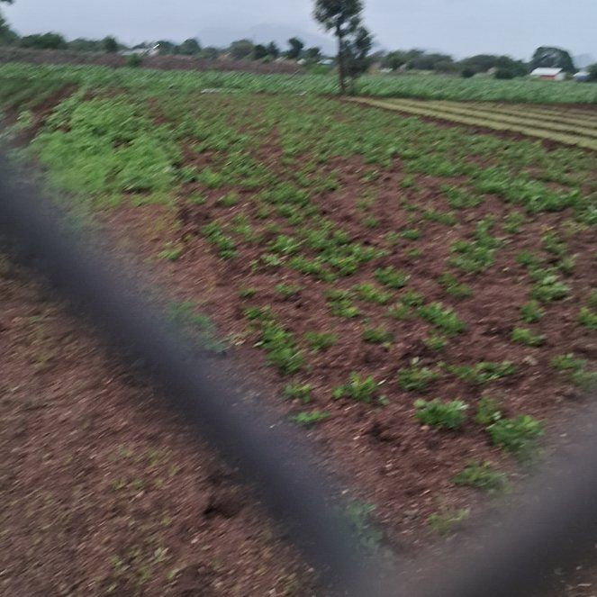 Photo of the plant species Purple Woodsorrel by @NativeBaibua82 named Dax on Greg, the plant care app