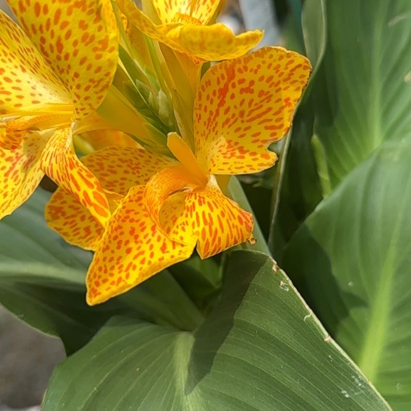 Photo of the plant species Cannova Gold Leopard Canna by @CertainAnahaw29 named Nemo on Greg, the plant care app