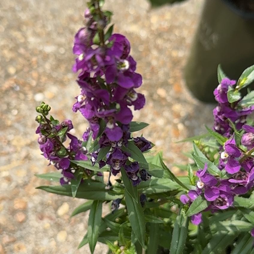 Photo of the plant species Angelonia Serenita Purple by @CertainAnahaw29 named Peter Parker on Greg, the plant care app