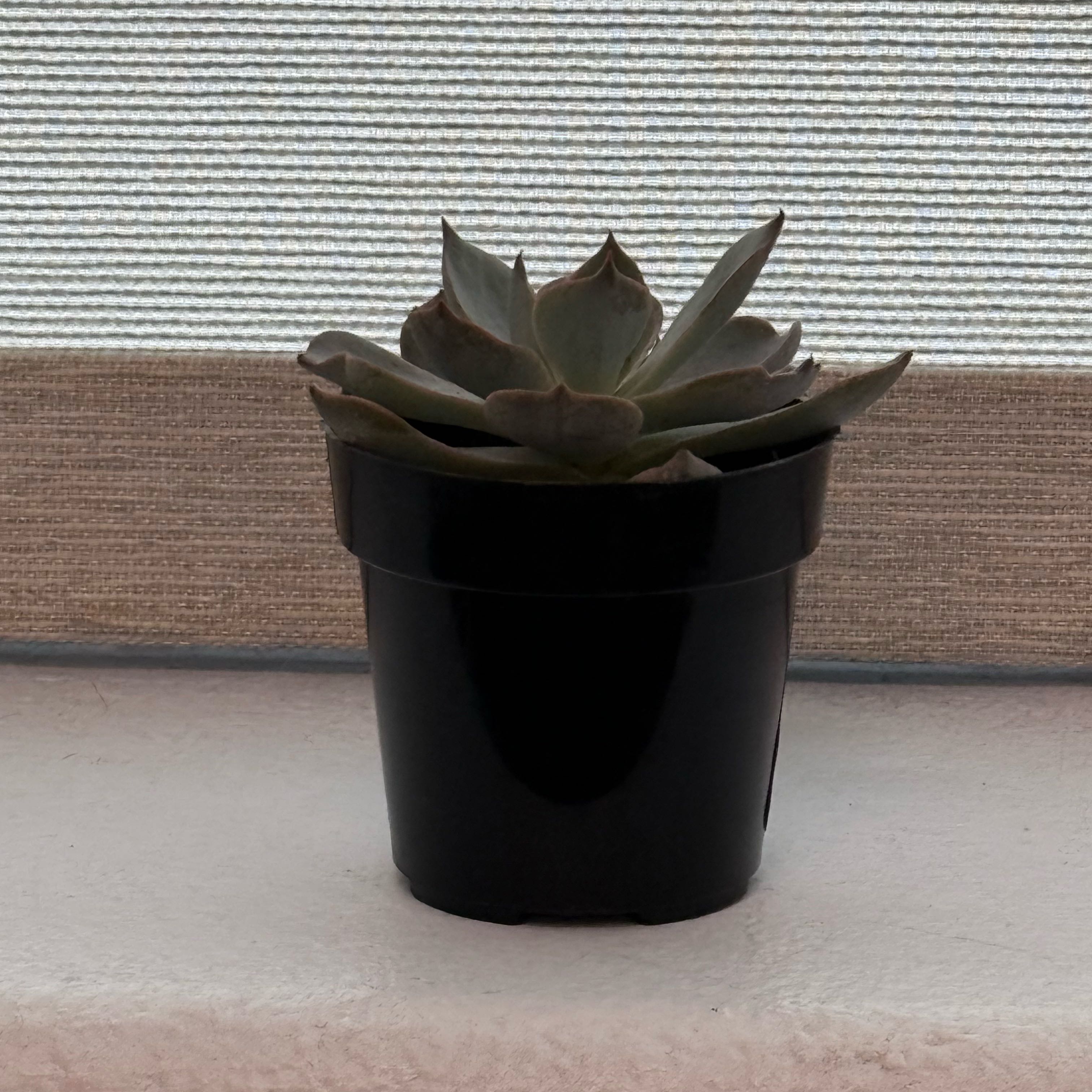 Photo of the plant species Peacock Echeveria by @BullishYuzu named Nemo on Greg, the plant care app