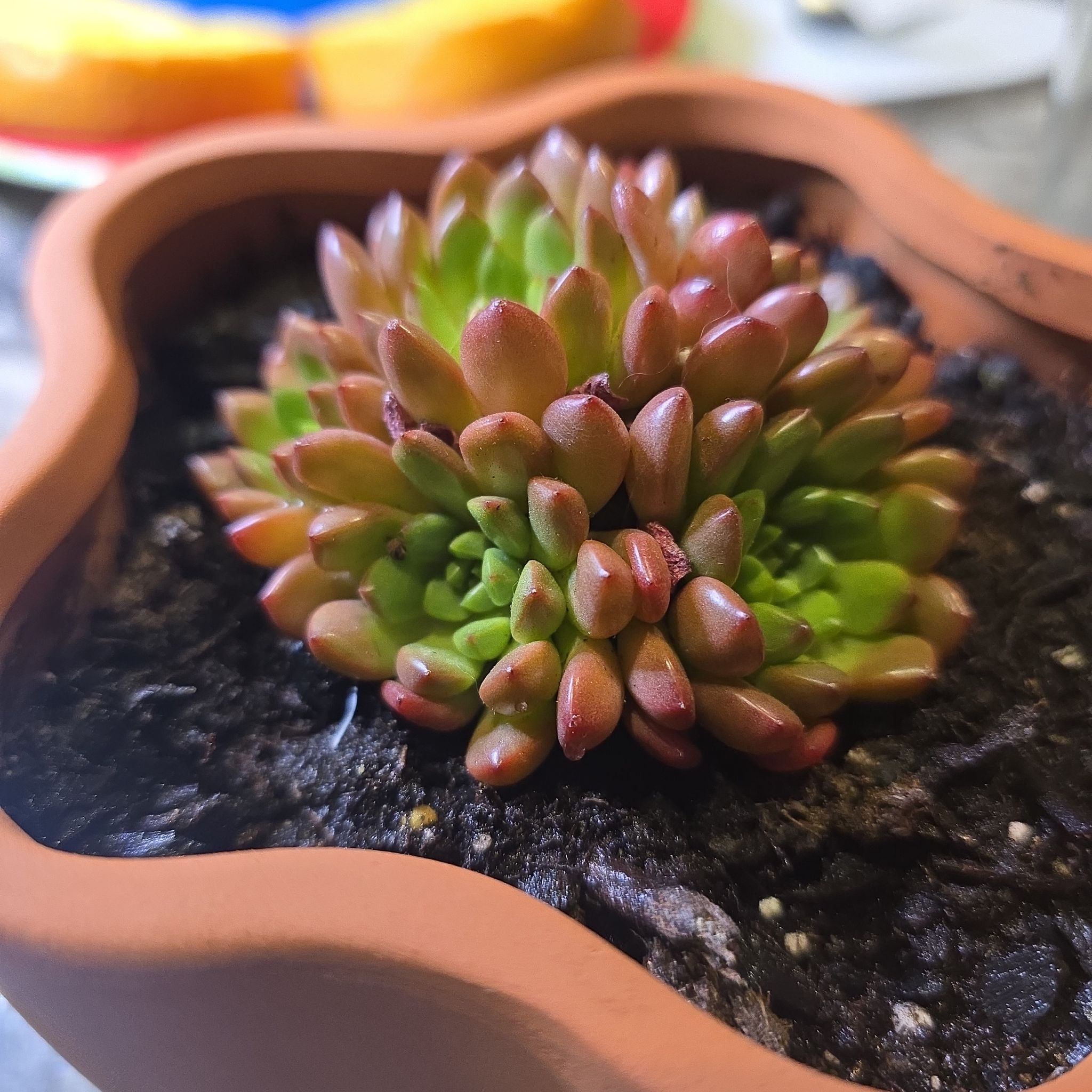 Photo of the plant species Pink Ruby Echeveria by @AssiduousKaro71 named Lavender on Greg, the plant care app