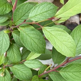 Photo of the plant species Tall Stewartia by @KeyLacealoe38 named Denali on Greg, the plant care app