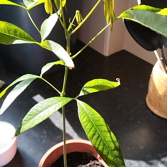 Photo of the plant species Rubber tree by @ClassicWasabi32 named Gomez on Greg, the plant care app