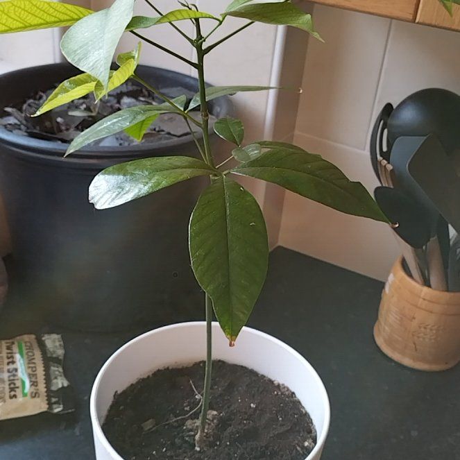 Photo of the plant species Rubber tree by @ClassicWasabi32 named Schrader on Greg, the plant care app
