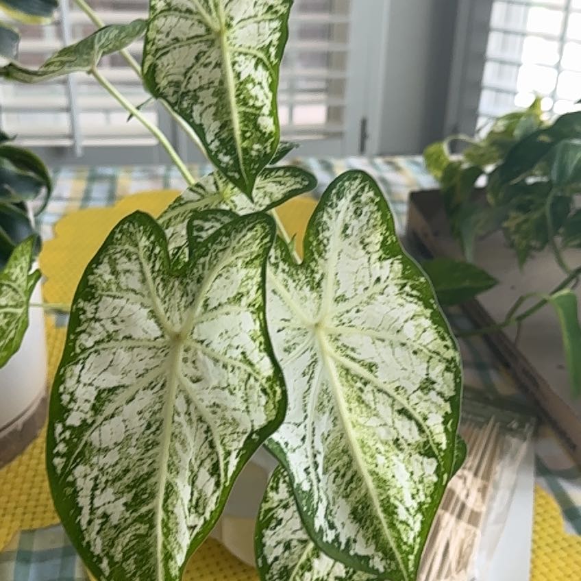 Photo of the plant species Caladium 'White Cap' by @RootedRedbeech named Shakira on Greg, the plant care app
