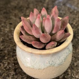 Photo of the plant species Echeveria Goldfish by @PoppyFields named MooShoo 22 on Greg, the plant care app