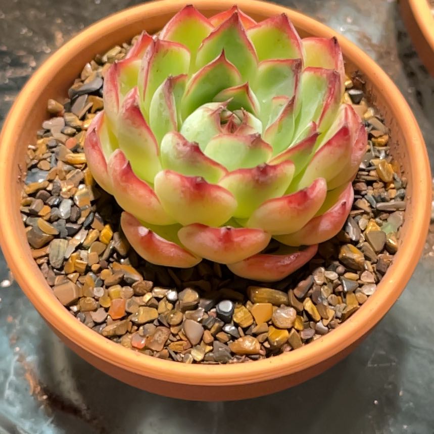 Photo of the plant species Echeveria 'Like A Dream' by @PoppyFields named Elizabeth. 45 on Greg, the plant care app