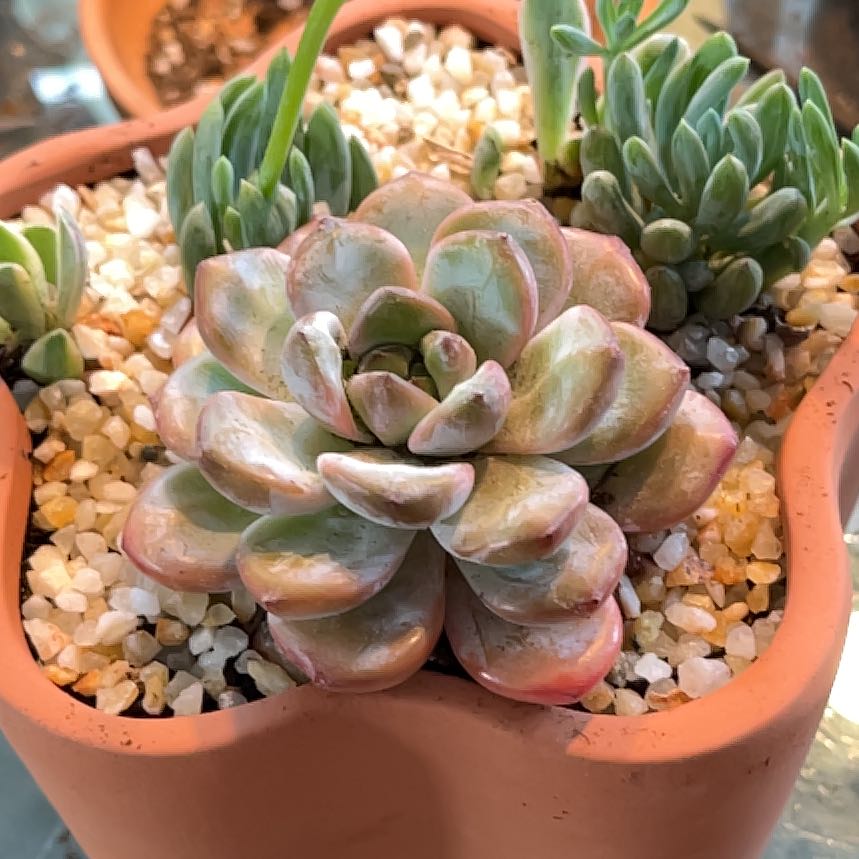 Photo of the plant species Echeveria 'star shadow' by @PoppyFields named Nemo 60 on Greg, the plant care app