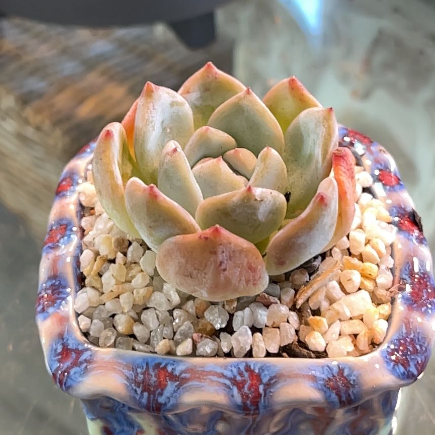 Photo of the plant species Star Snow by @PoppyFields named Star snow 61 on Greg, the plant care app