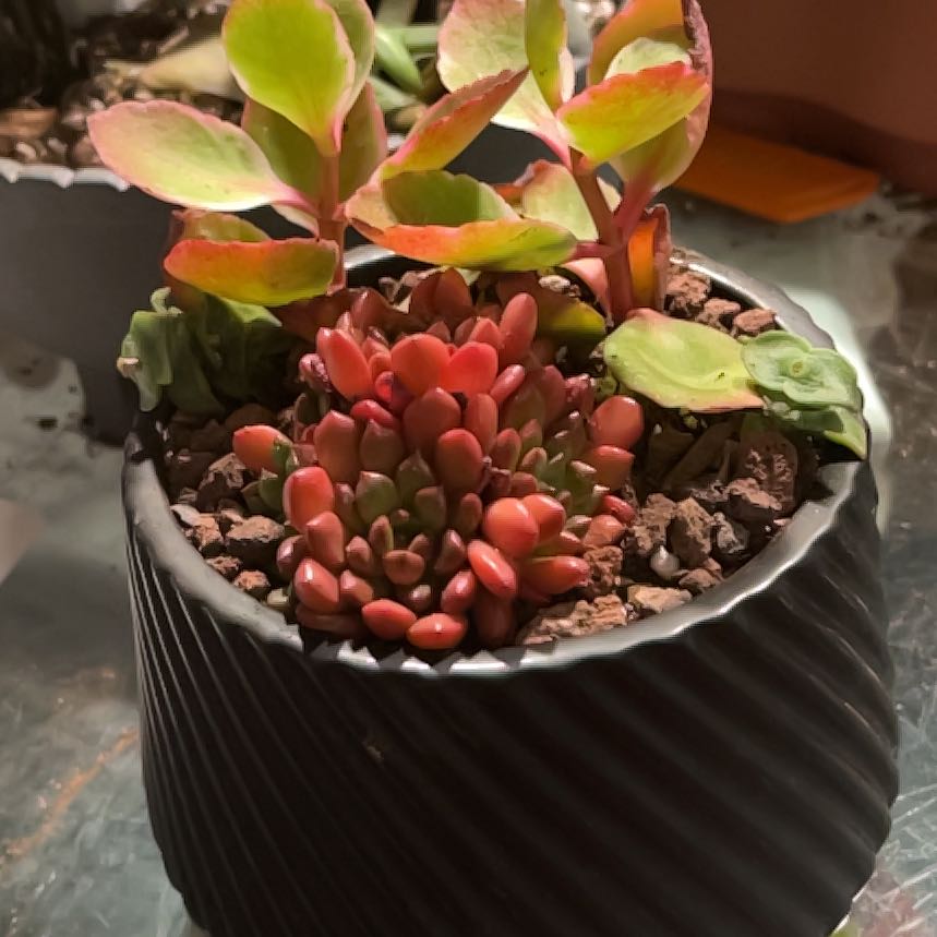 Photo of the plant species Echeveria Pink Ruby by @PoppyFields named Lavender Scallops 208 on Greg, the plant care app