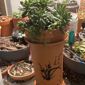 Photo of the plant species Sedeveria 'Lilac Mist' by @PoppyFields named Sir Plancelot 216 on Greg, the plant care app