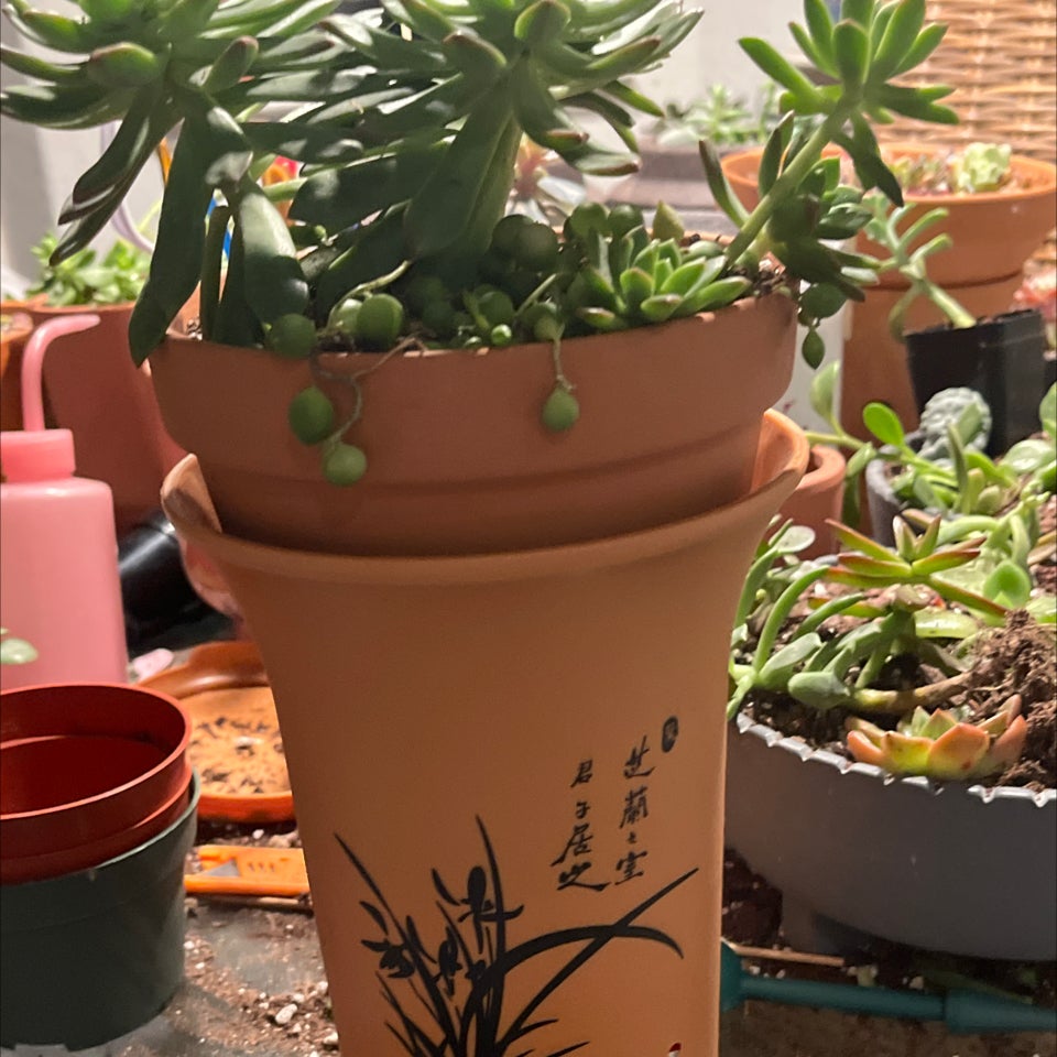 Photo of the plant species Sedeveria 'Lilac Mist' by @PoppyFields named Lily 217 on Greg, the plant care app