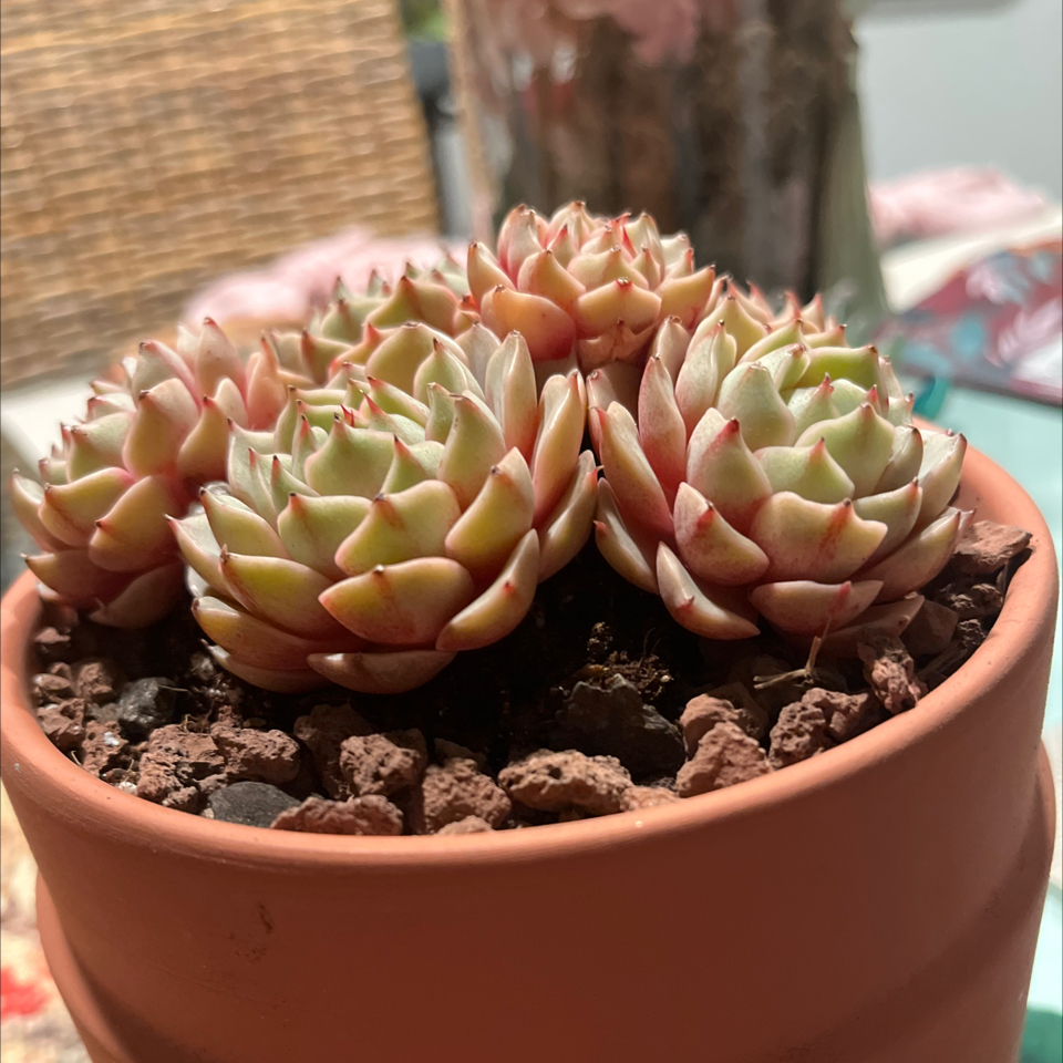 Photo of the plant species Echeveria Ben Badis by @PoppyFields named Maize. 28 on Greg, the plant care app