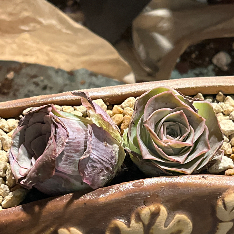 Photo of the plant species Mountain Roses by @PoppyFields named Roxanne 88 on Greg, the plant care app