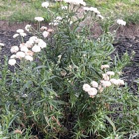 Photo of the plant species Achillea 'Peter Cottontail' by @YummyLivingrock named Harper on Greg, the plant care app