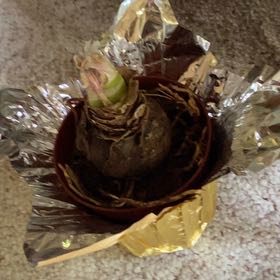 Photo of the plant species Blue-Hyacinth by @SensuousAlfalfa named Diana on Greg, the plant care app