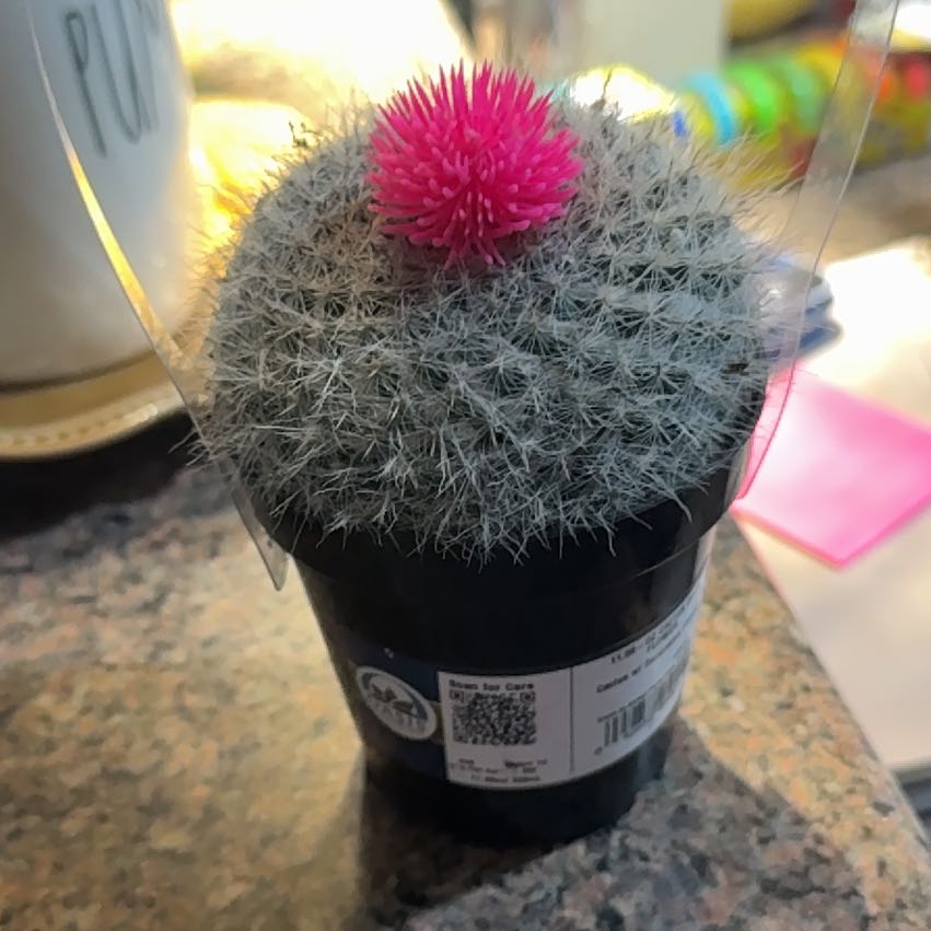 Photo of the plant species Oz Cactus by @SoigneRedlog42 named Elle on Greg, the plant care app
