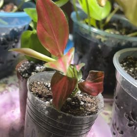 Photo of the plant species Aglaonema commutatum 'Red Vein' by @SugarPuriri58 named LiloStitch on Greg, the plant care app