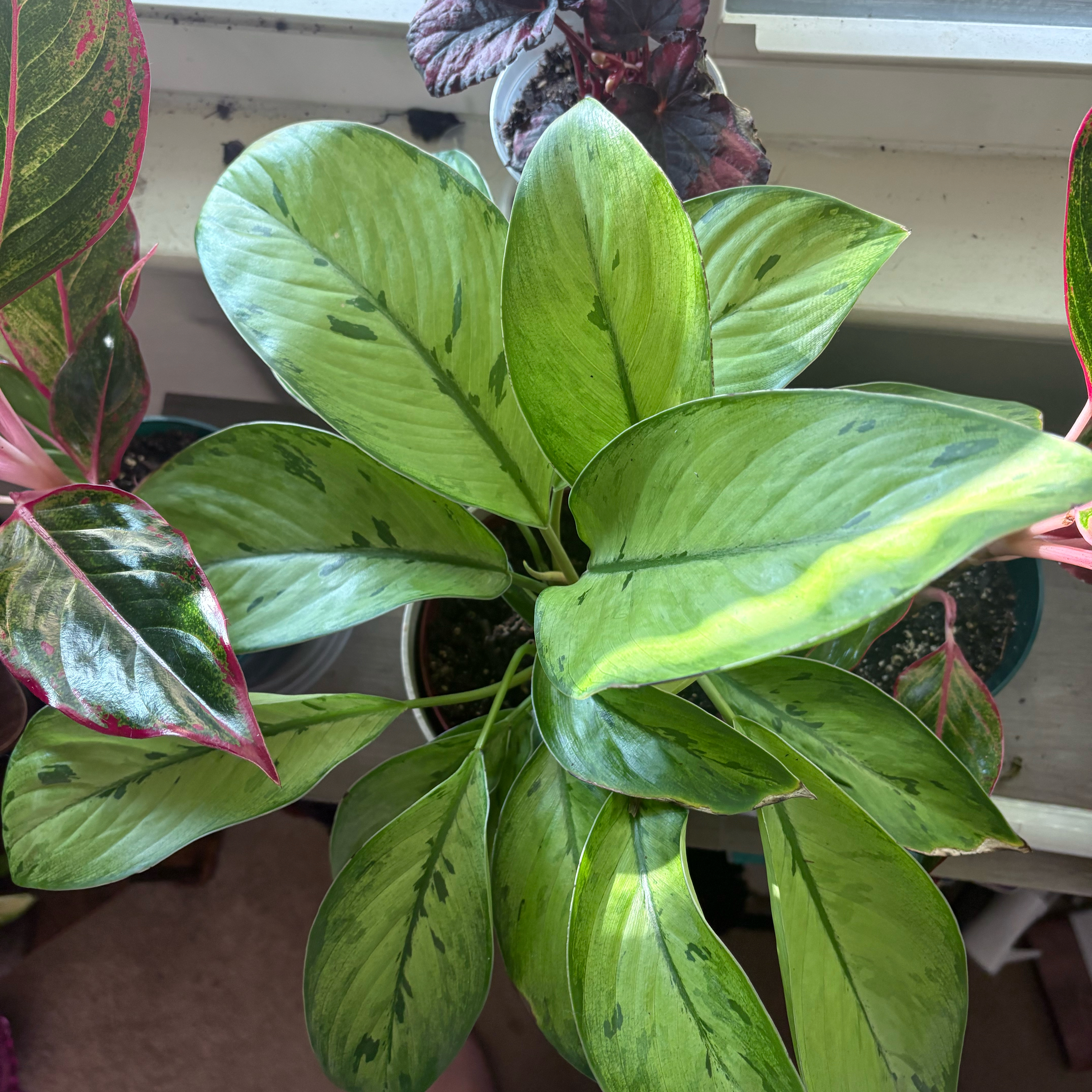 Photo of the plant species Emerald Gem by @SugarPuriri58 named Andrew on Greg, the plant care app