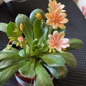 Photo of the plant species Elise Lewisia by @WisePinklaui67 named Bigleef Smalls on Greg, the plant care app