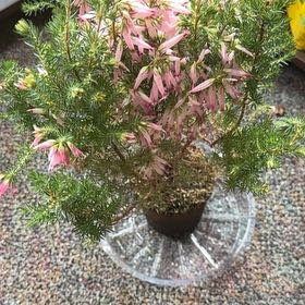Photo of the plant species Italian Heather by @LushMoss named Treeyoncé on Greg, the plant care app