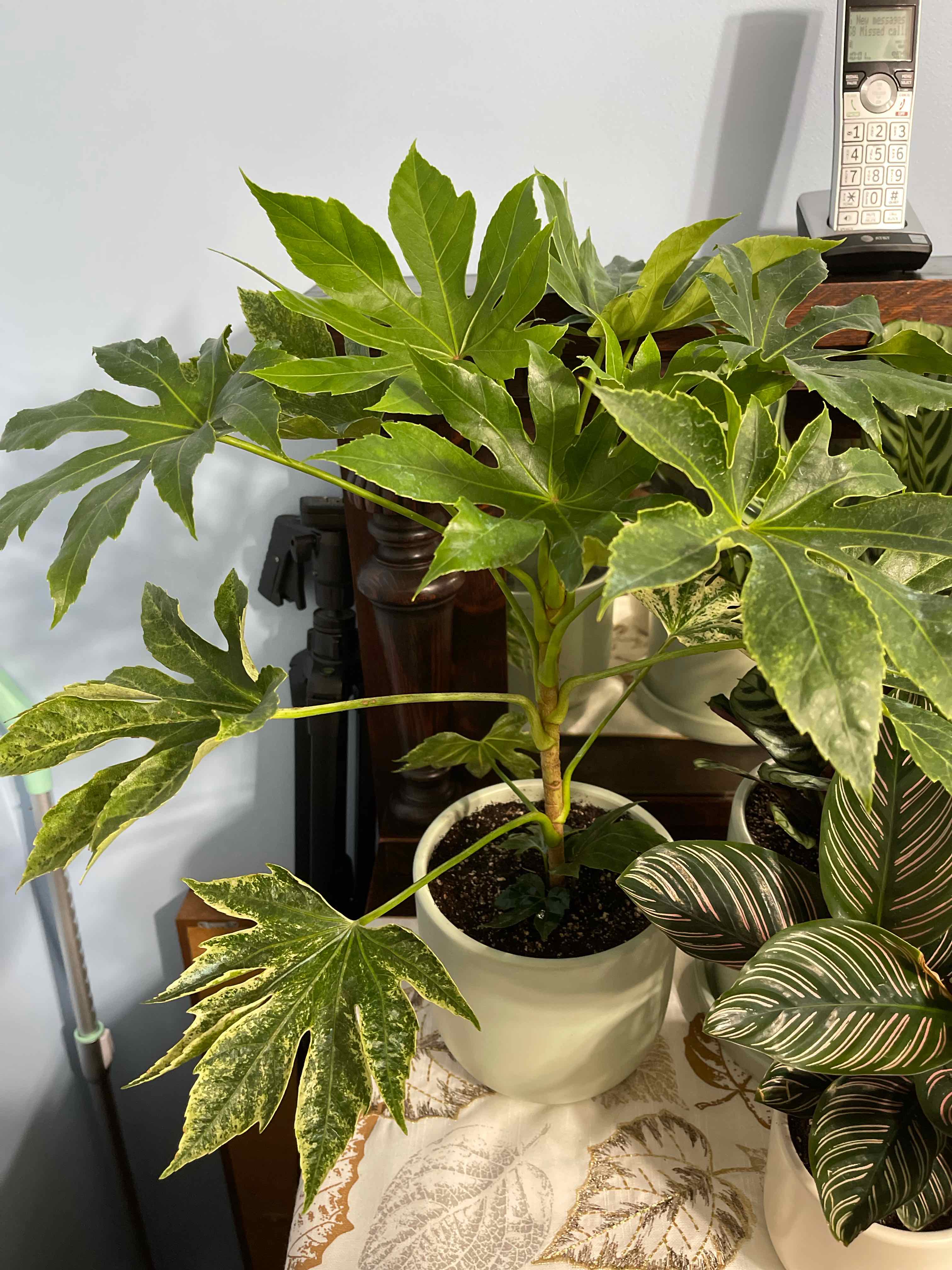 Photo of the plant species Fatsia Japonica Spider Web by @Jfbydesign named Fatsia Spider’s Web on Greg, the plant care app