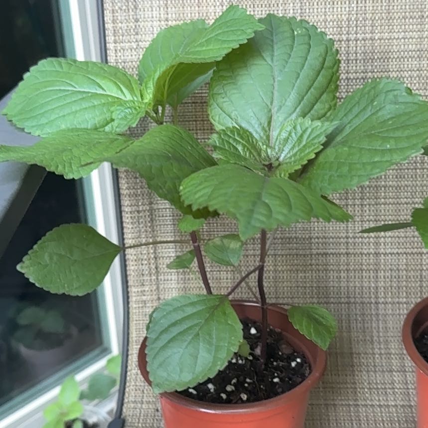Photo of the plant species Beefsteak Plant by @GreatBiancini78 named Doja Cat on Greg, the plant care app