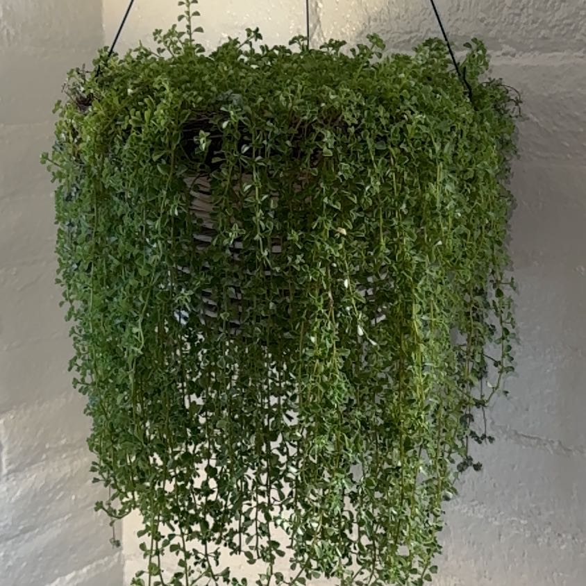 Photo of the plant species Giant Baby Tears by @HappyRedbeech40 named Eleanor on Greg, the plant care app