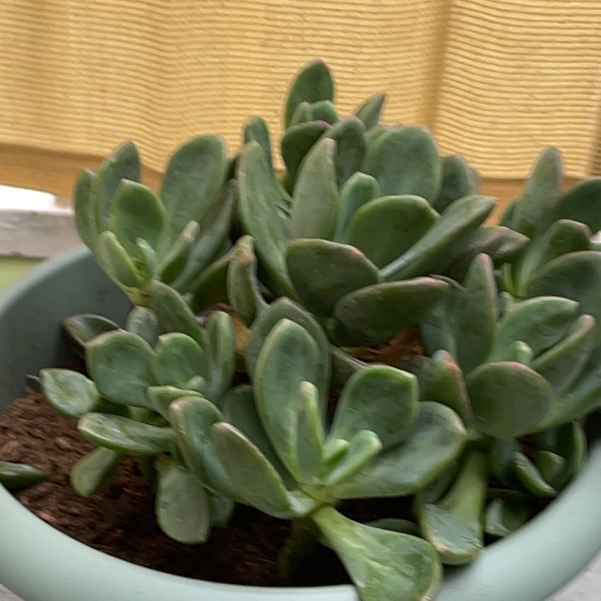 Photo of the plant species Pachyveria 'Nay Alma' by @HappyFantasy29 named Figyonce on Greg, the plant care app