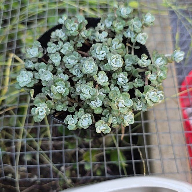 Photo of the plant species Sedum spathulifolium 'Cape Blanco' by @LivelyMilkmaids named Tree Diddy on Greg, the plant care app