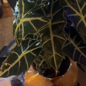 Photo of the plant species Italian Arum by @BlessedOrchid89 named Bruce Lee on Greg, the plant care app